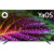 Телевизор QLED BBK 55" 55LED-8260/UTS2C (B) Frameless черный/черный 4K Ultra HD 60Hz DVB-T2 DVB-C DVB-S2 USB WiFi Smart TV Телевизор QLED BBK 55" 55LED-8260/UTS2C (B) Frameless черный/черный 4K Ultra HD 60Hz DVB-T2 DVB-C DVB-S2 USB WiFi Smart TV