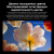 Телевизор 85" Xiaomi TV S Mini LED 85 2026 QLED, 4K Ultra HD, Smart TV, Google TV, темно-серый Телевизор 85" Xiaomi TV S Mini LED 85 2026 QLED, 4K Ultra HD, Smart TV, Google TV, темно-серый